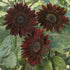 Chocolate Cherry Sunflower - Team Grow