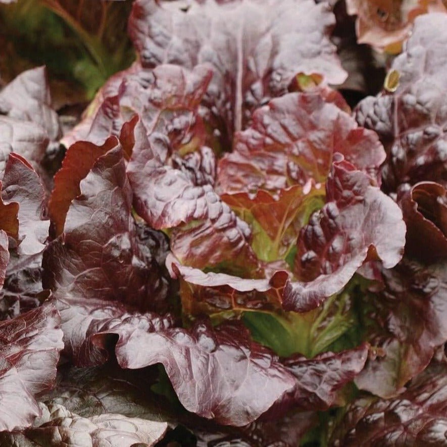 Cimmaron Lettuce - Team Grow