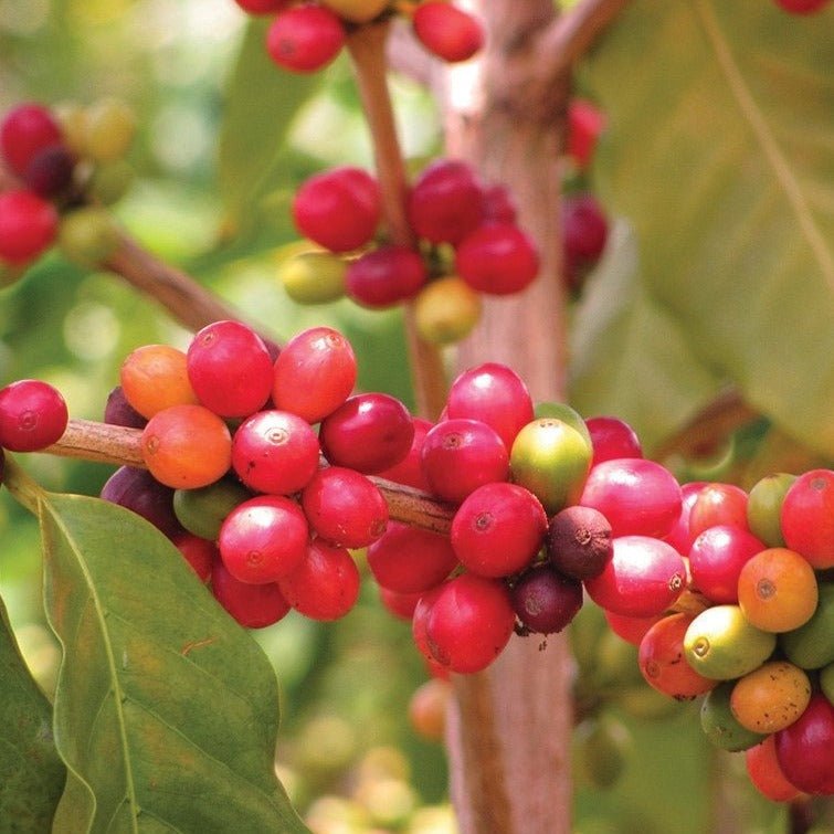 Coffee Seeds (coffea arabica) - Team Grow