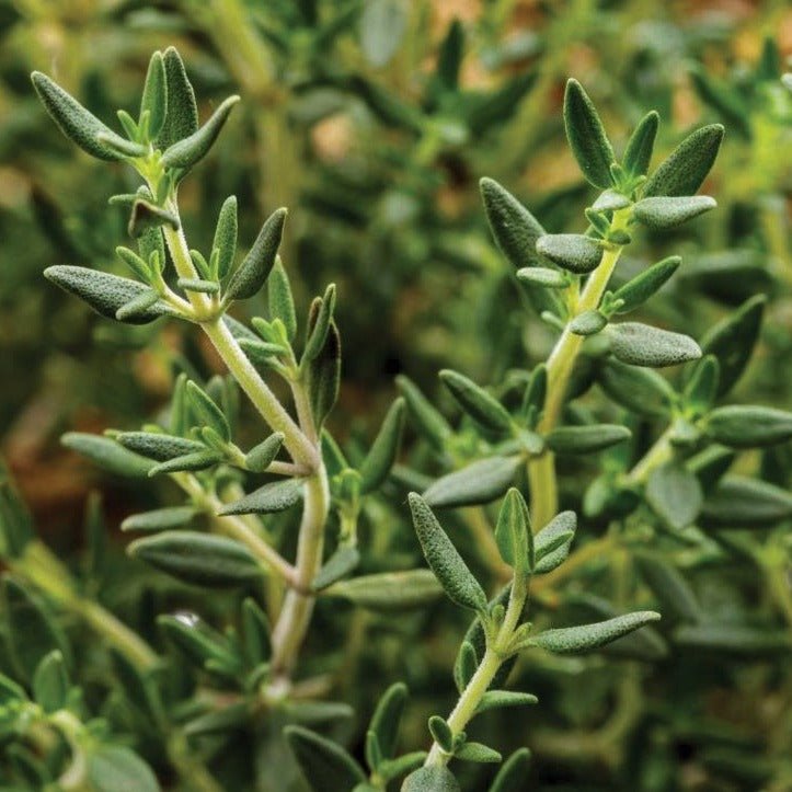 Common English Thyme - Team Grow