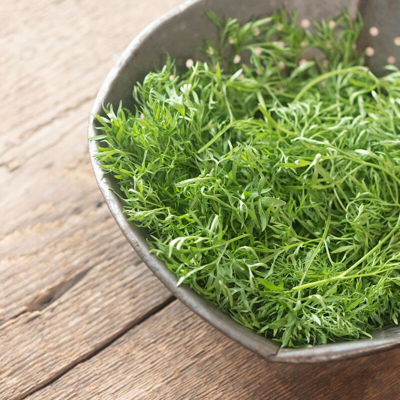 Confetti Cilantro - Team Grow