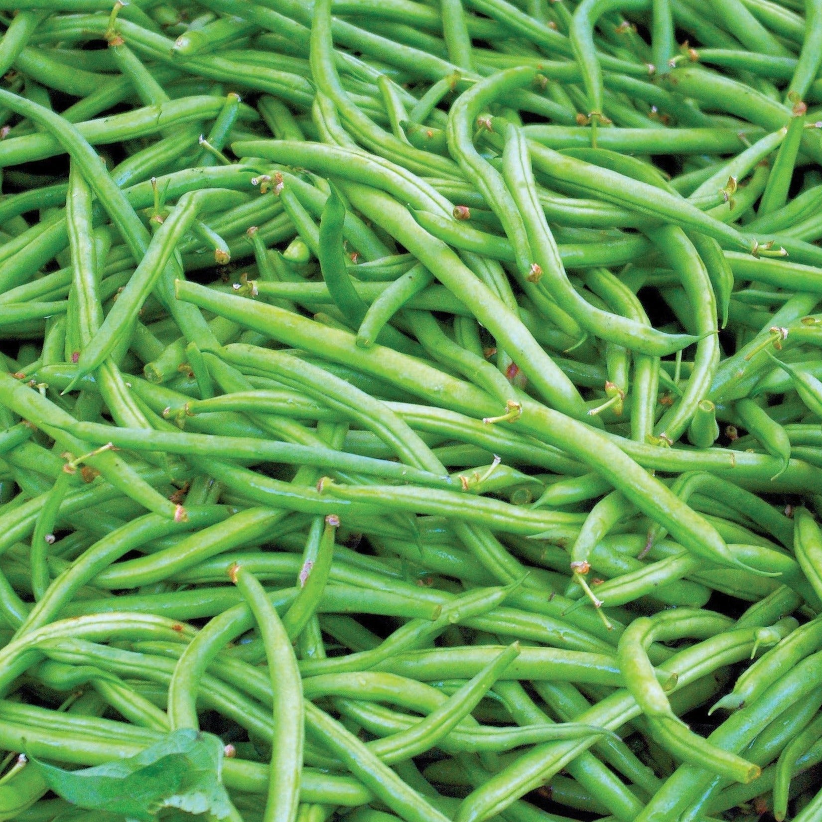 Contender Bean (Bush) - Team Grow