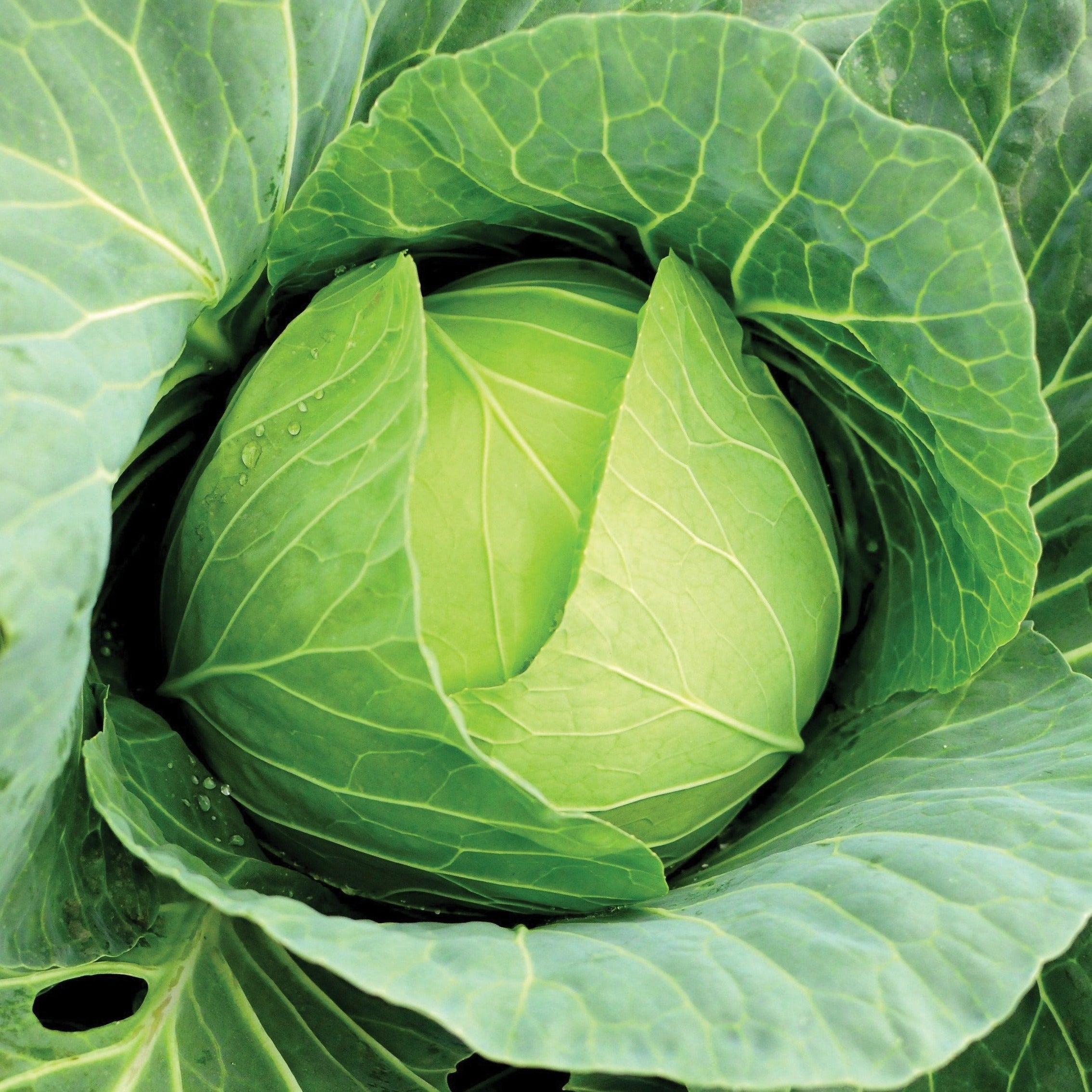 Copenhagen Market Cabbage - Team Grow
