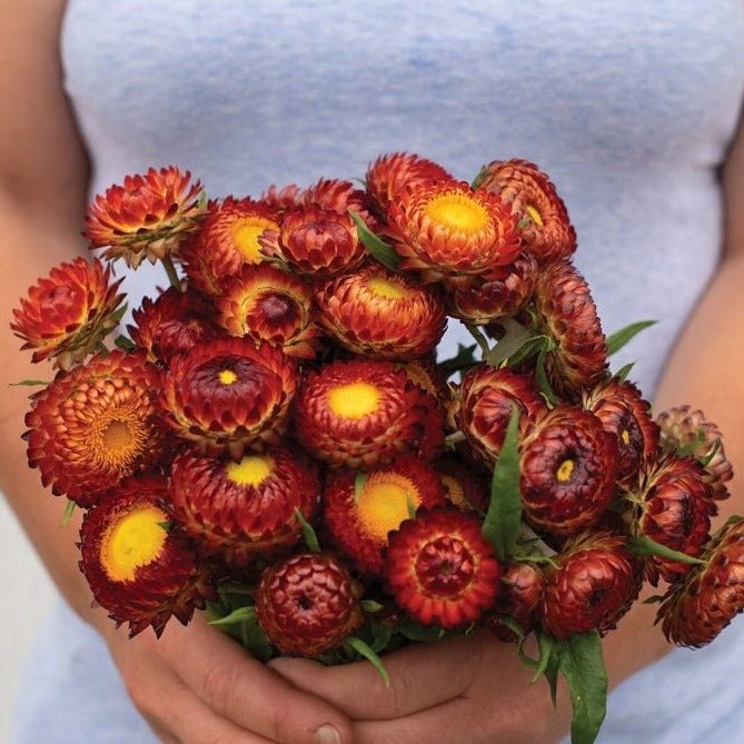 Copper Red Strawflower - Team Grow