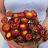 Copper Red Strawflower - Team Grow
