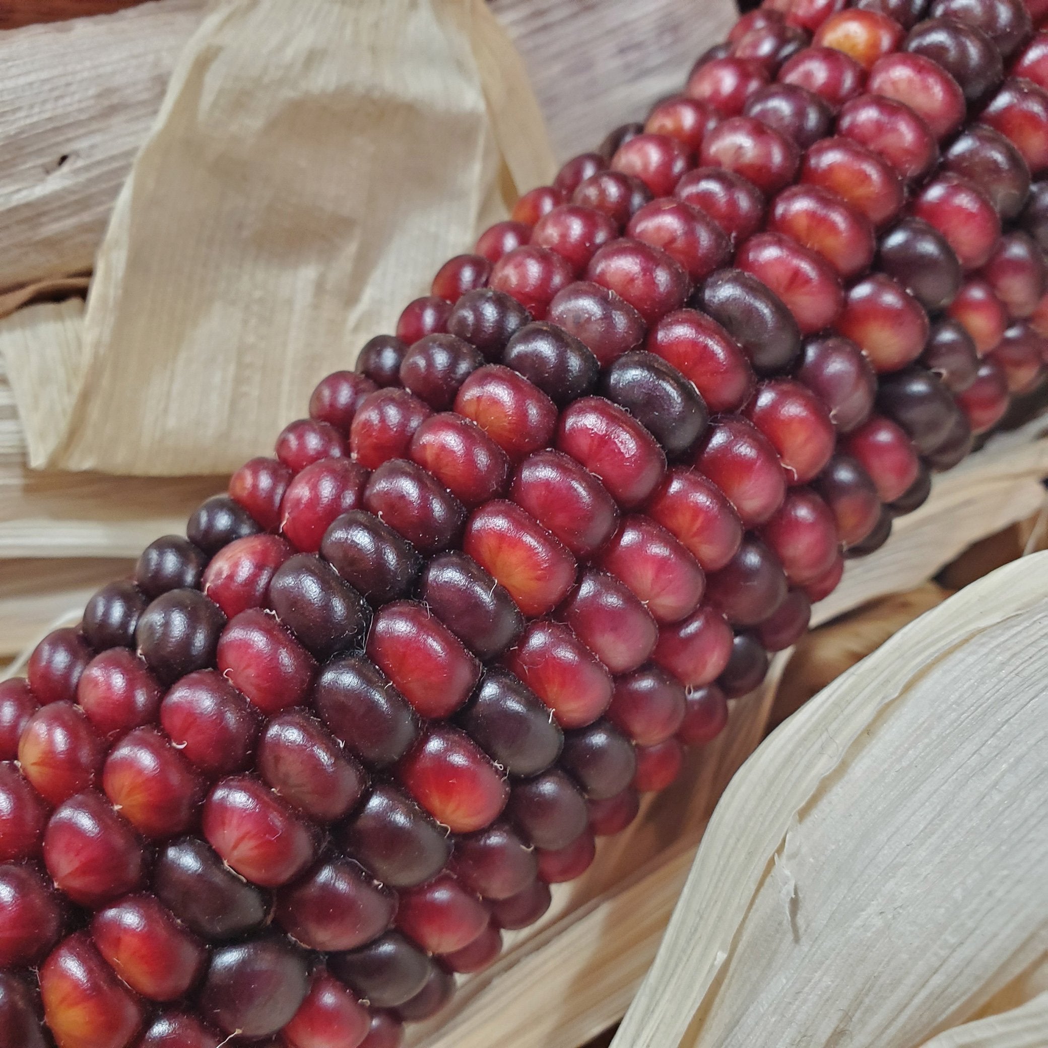 Bloody Butcher Corn