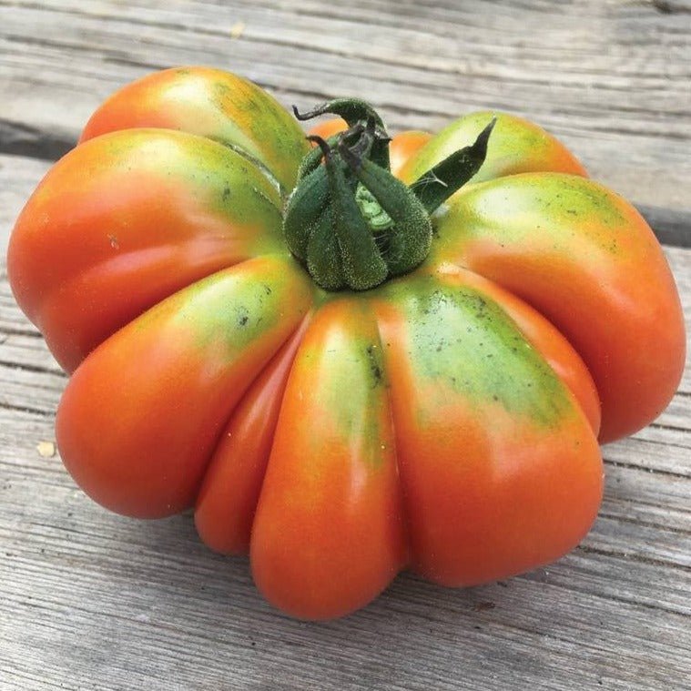 Costoluto Genovese Tomato - Team Grow