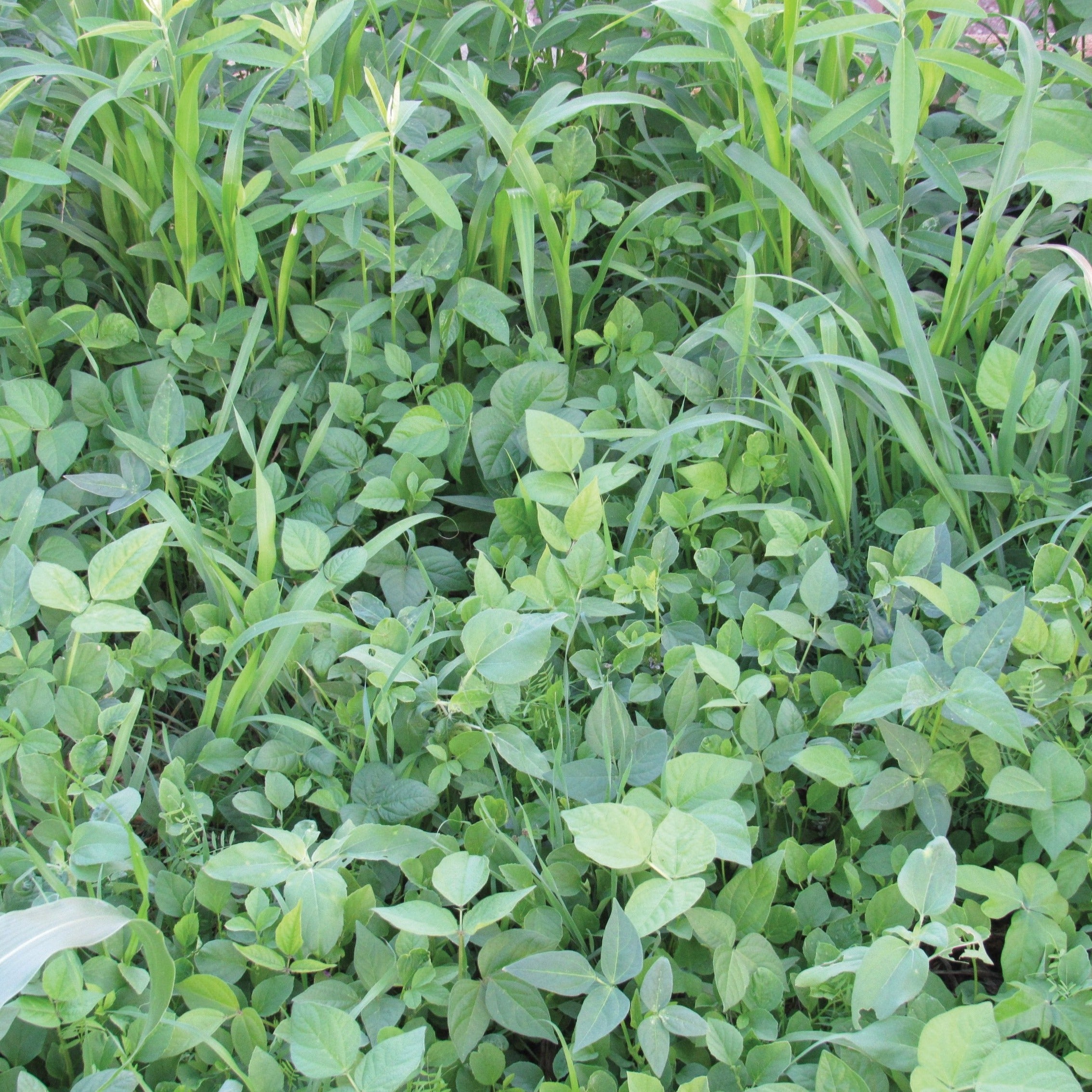 Cover Crop Mix - Team Grow