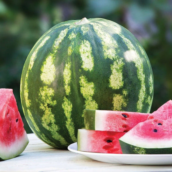 Crimson Sweet Watermelon – Team Grow