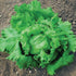 Crisphead Great Lakes 118 Lettuce - Team Grow