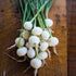 Crystal White Wax (Pickling) Onion - Team Grow