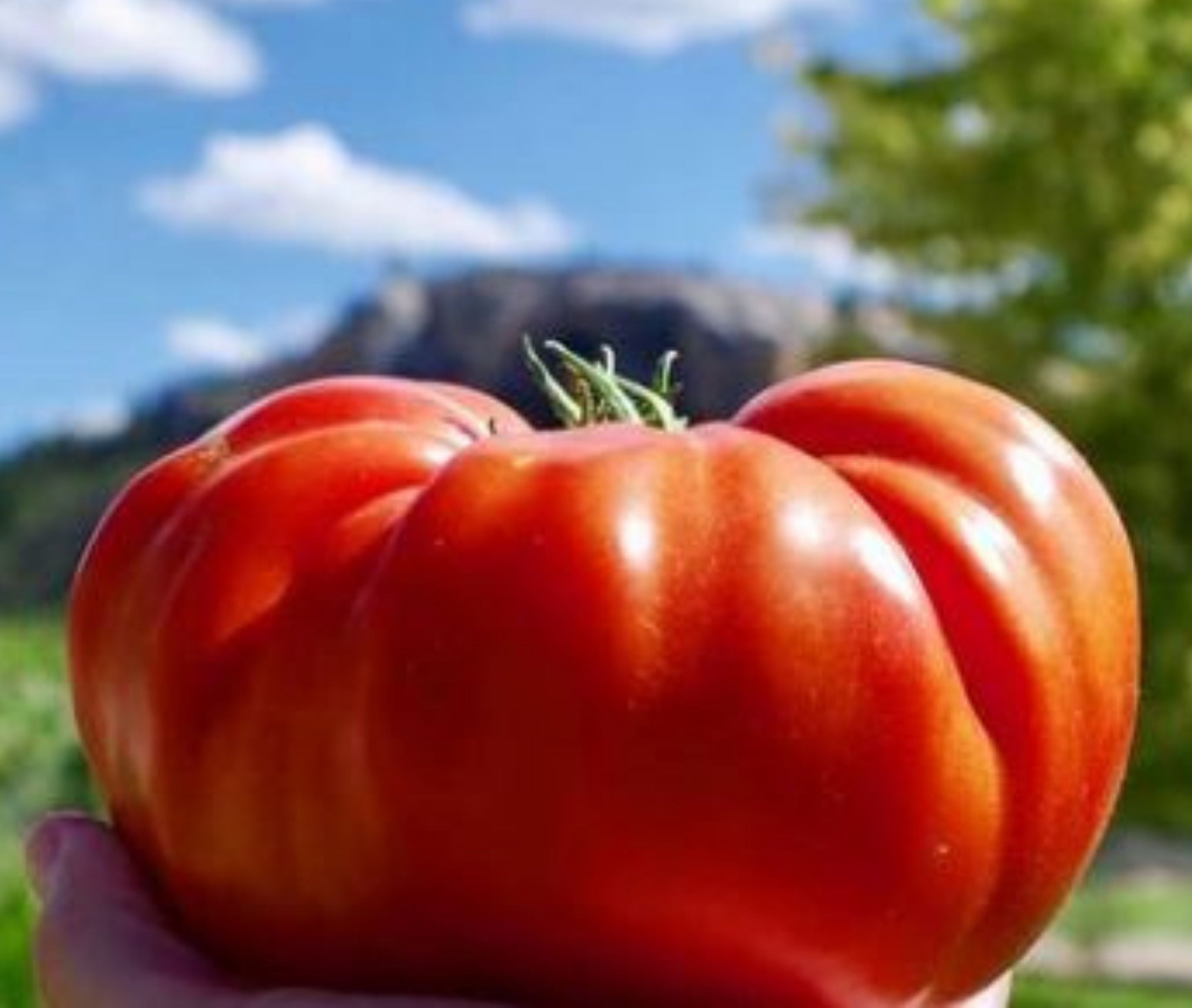 Cuostralee Tomato - Team Grow