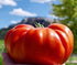 Cuostralee Tomato - Team Grow