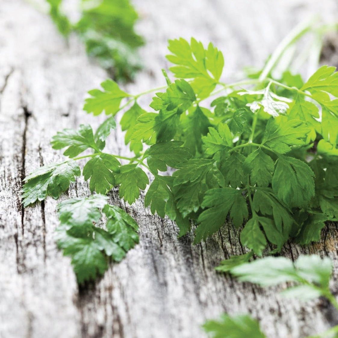 Curled Chervil - Team Grow