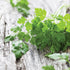 Curled Chervil - Team Grow