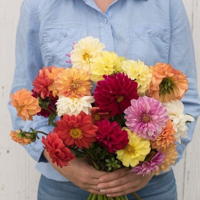 Dahlia Mix - Team Grow