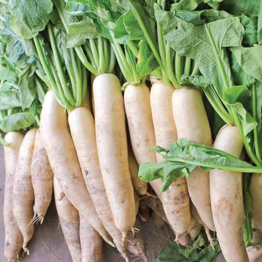 Daikon Radish - Team Grow