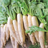 Daikon Radish - Team Grow