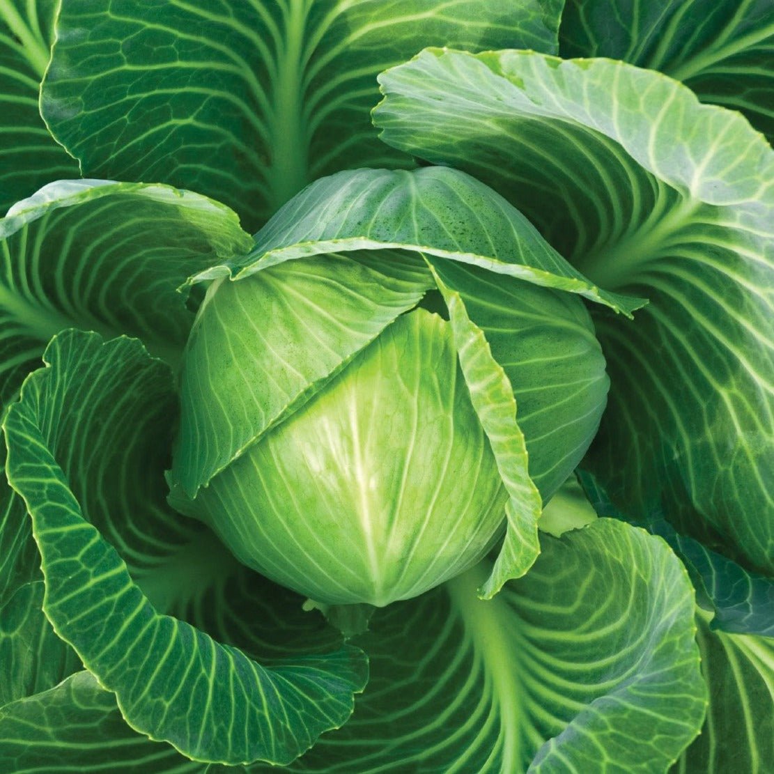 Danish Ball Head Cabbage - Team Grow