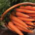 Danvers 126 Carrot - Team Grow
