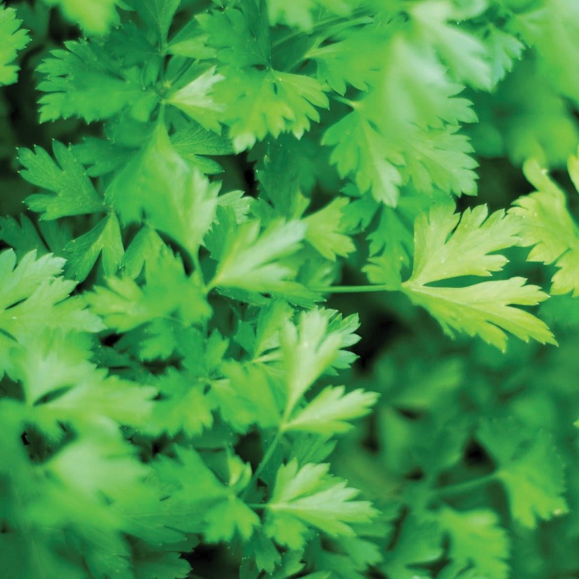 Dark Green Flat Leaf Parsley - Team Grow