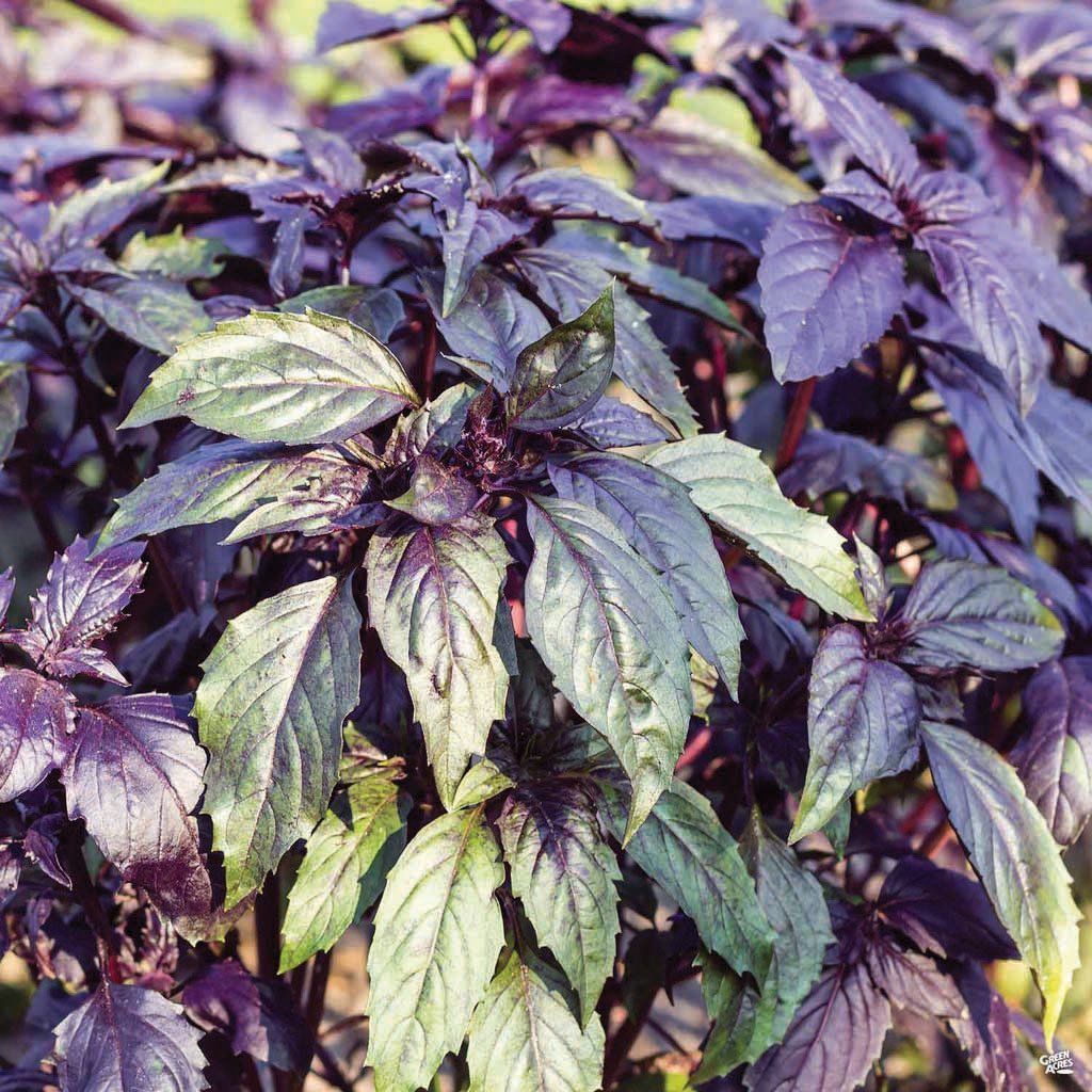 Dark Opal Basil - Team Grow