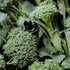 De Cicco Broccoli - Team Grow
