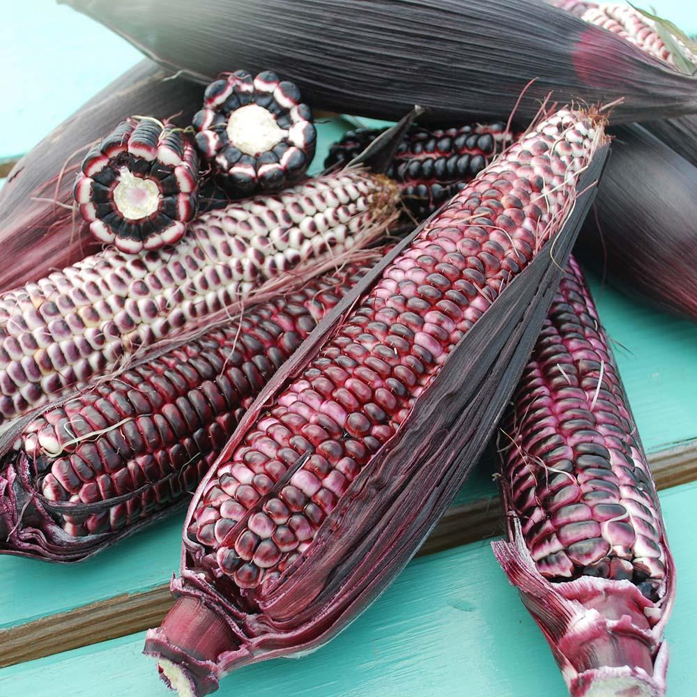 Double Red Sweet Corn - Team Grow