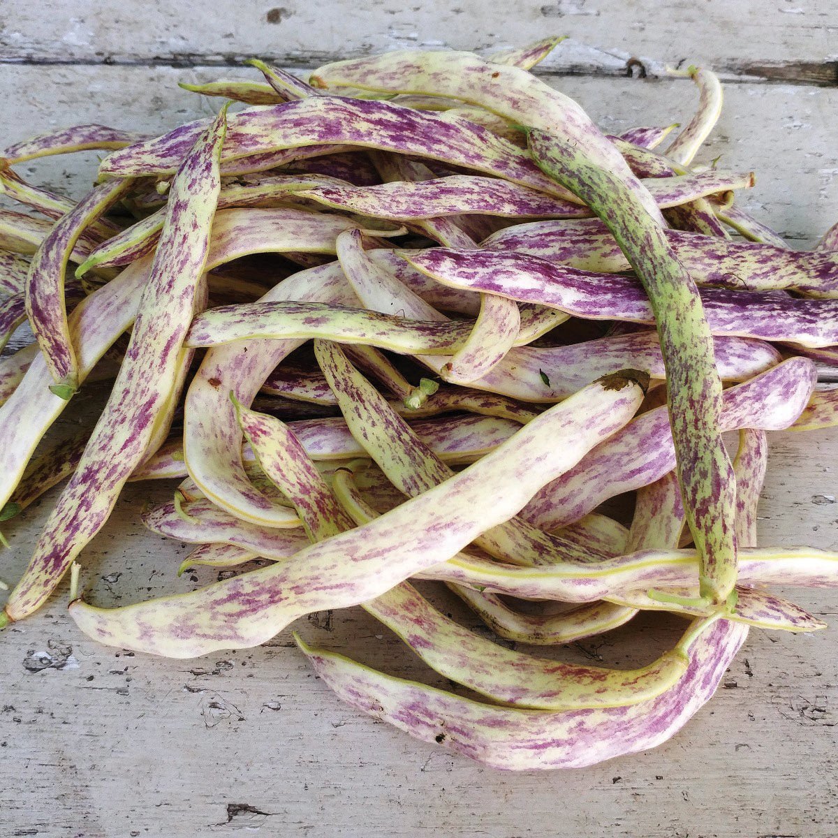 Dragon's Tongue Bean (Bush) - Team Grow