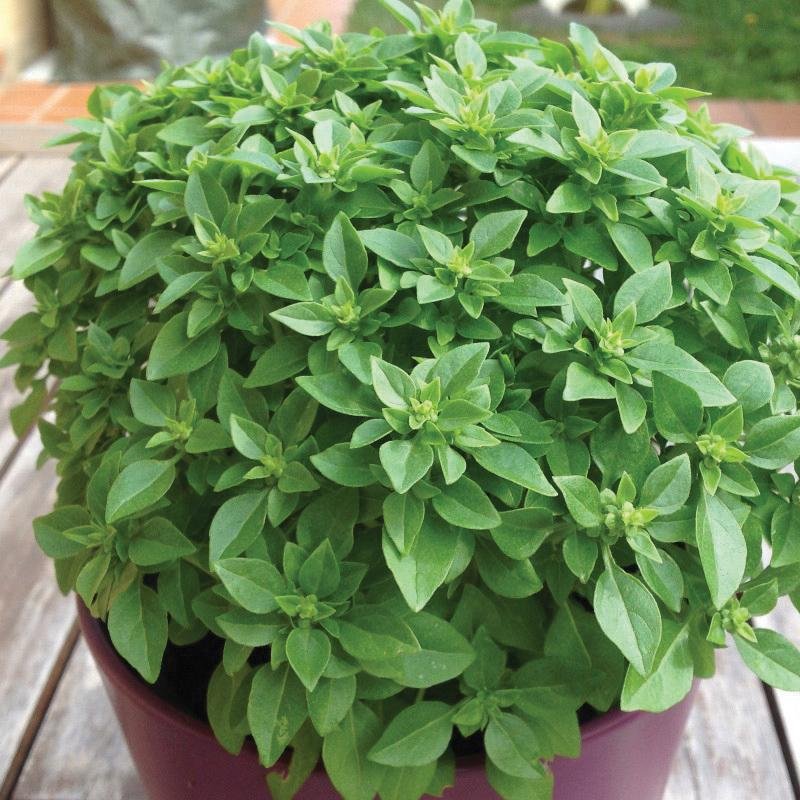 Dwarf Greek Basil - Team Grow