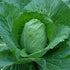 Early Jersey Wakefield Cabbage - Team Grow
