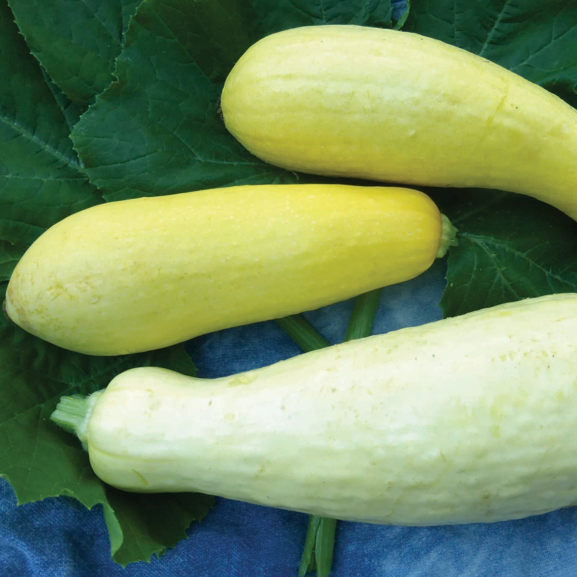 Early Prolific Straightneck Squash - Team Grow