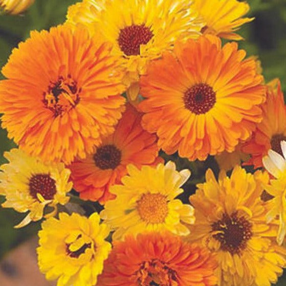 Calendula- Pacific Beauty Mix