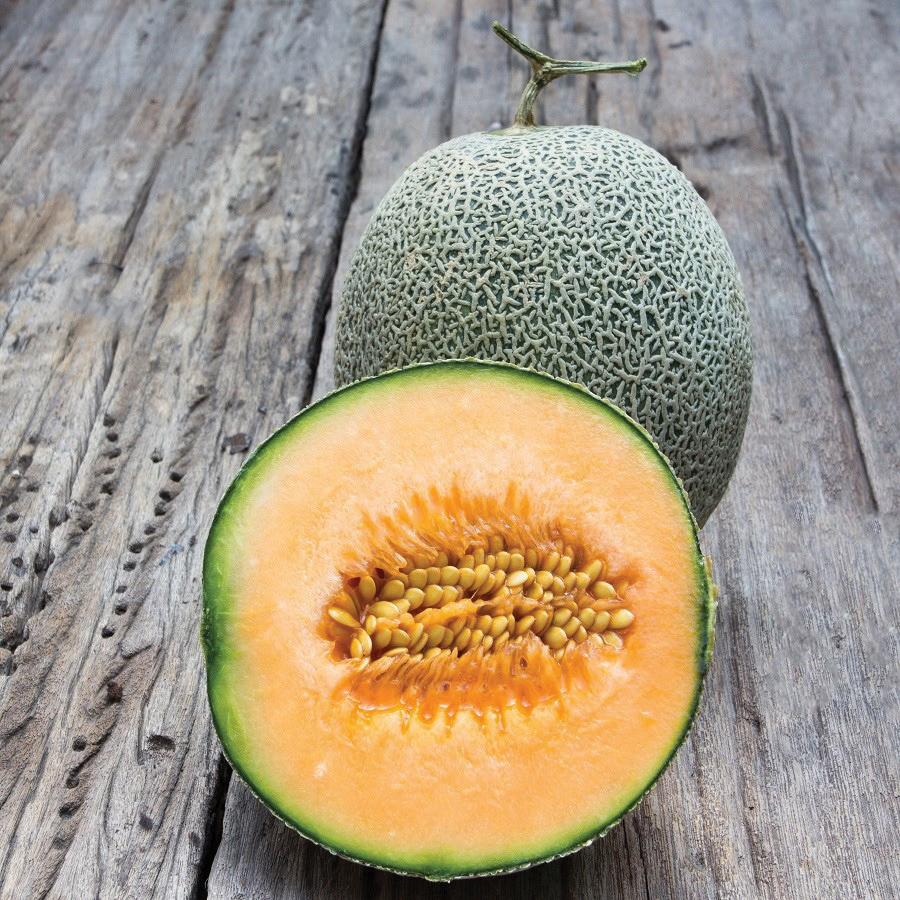 Edisto 47 Melon - Team Grow