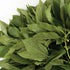 Egyptian Spinach - Team Grow