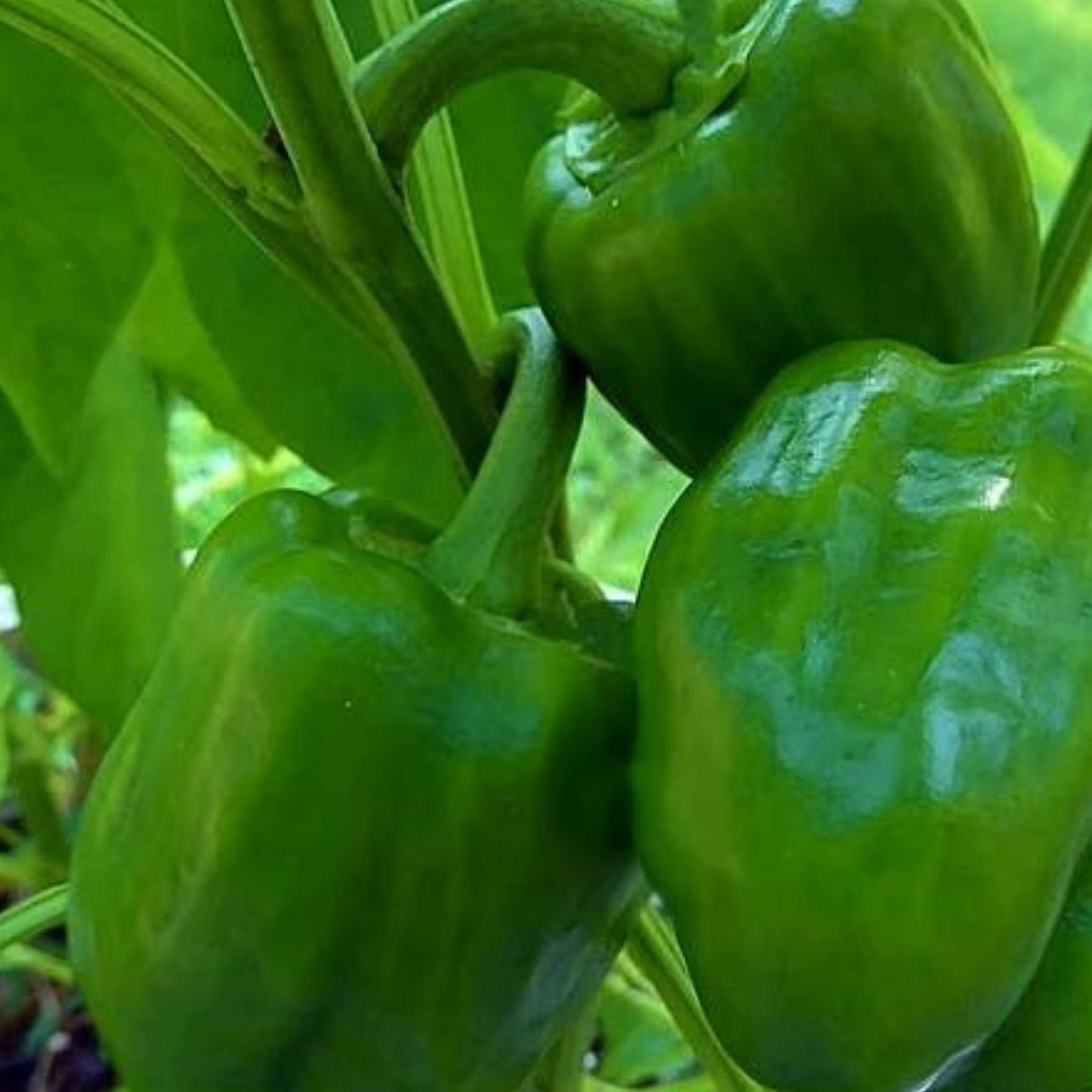 Emerald Giant Bell Pepper - Team Grow