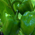 Emerald Giant Bell Pepper - Team Grow