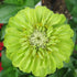 Envy (Lime Green) Zinnia - Team Grow