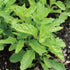 Epazote - Team Grow
