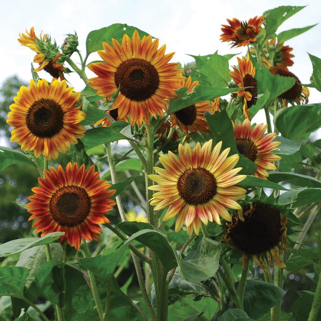 Evening Sunflower - Team Grow