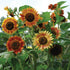 Evening Sunflower - Team Grow