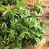 Fenugreek - Team Grow
