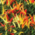 Fire & Ice Pepper - Team Grow