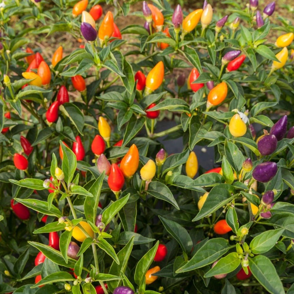 Firecracker Ornamental Pepper - Team Grow