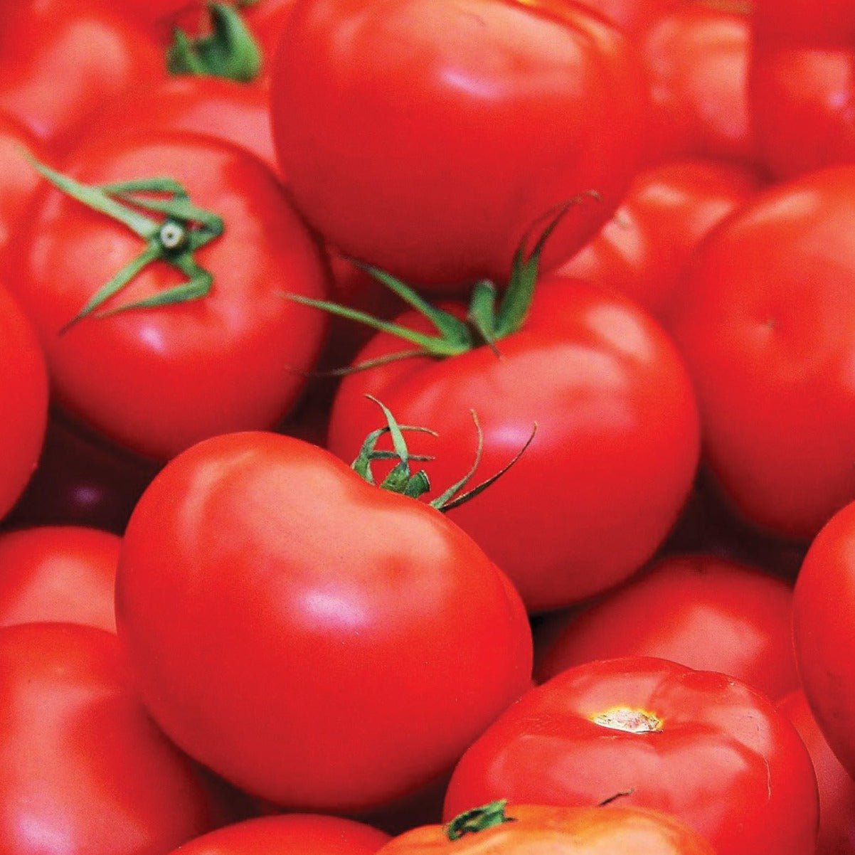 Floradade Tomato - Team Grow