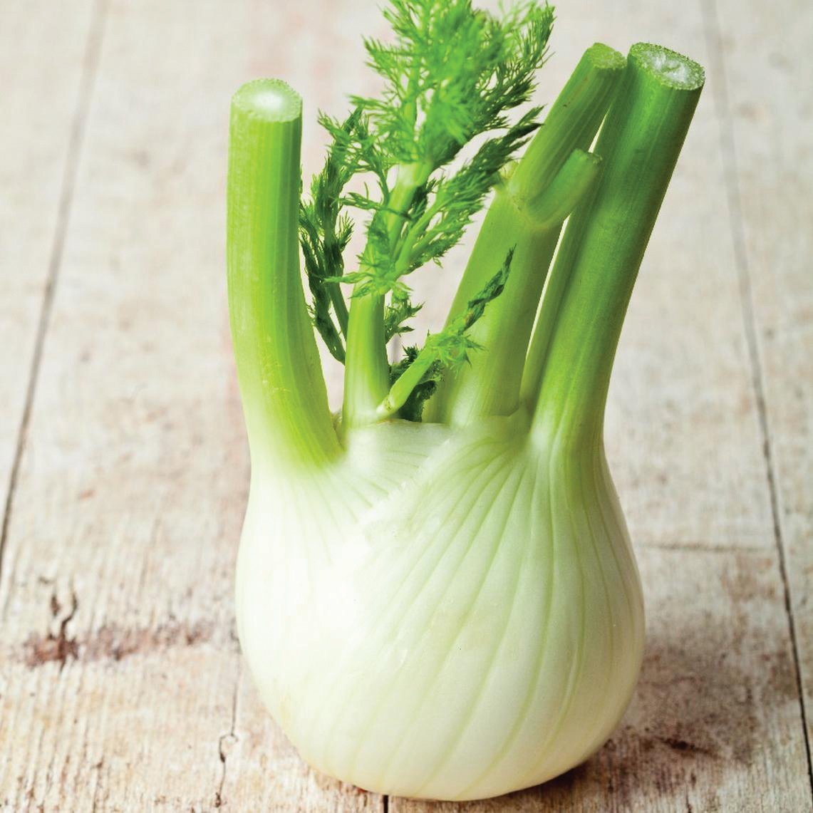 Florence Fennel - Team Grow