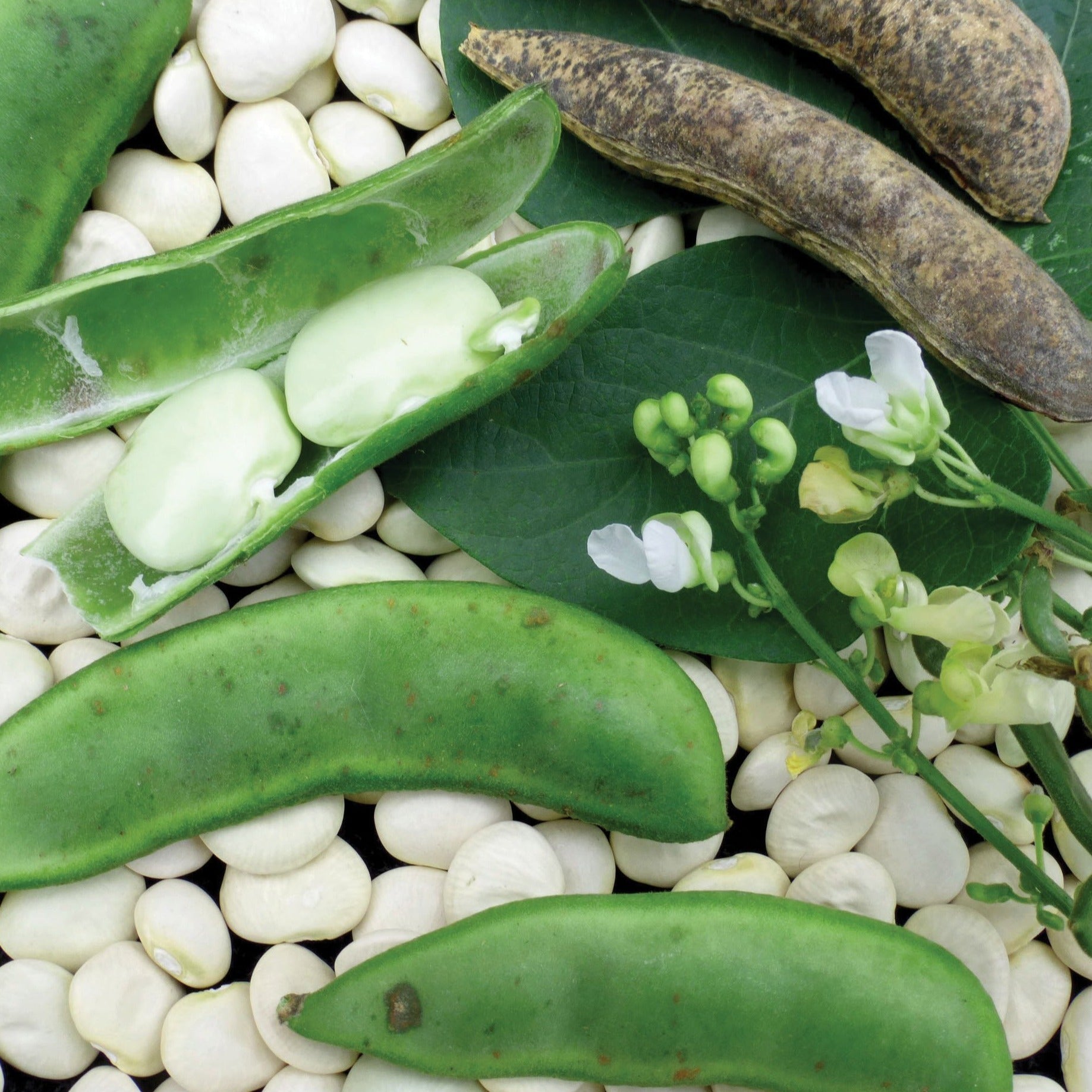 Fordhook 242 Lima Bean (Bush) - Team Grow