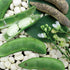 Fordhook 242 Lima Bean (Bush) - Team Grow