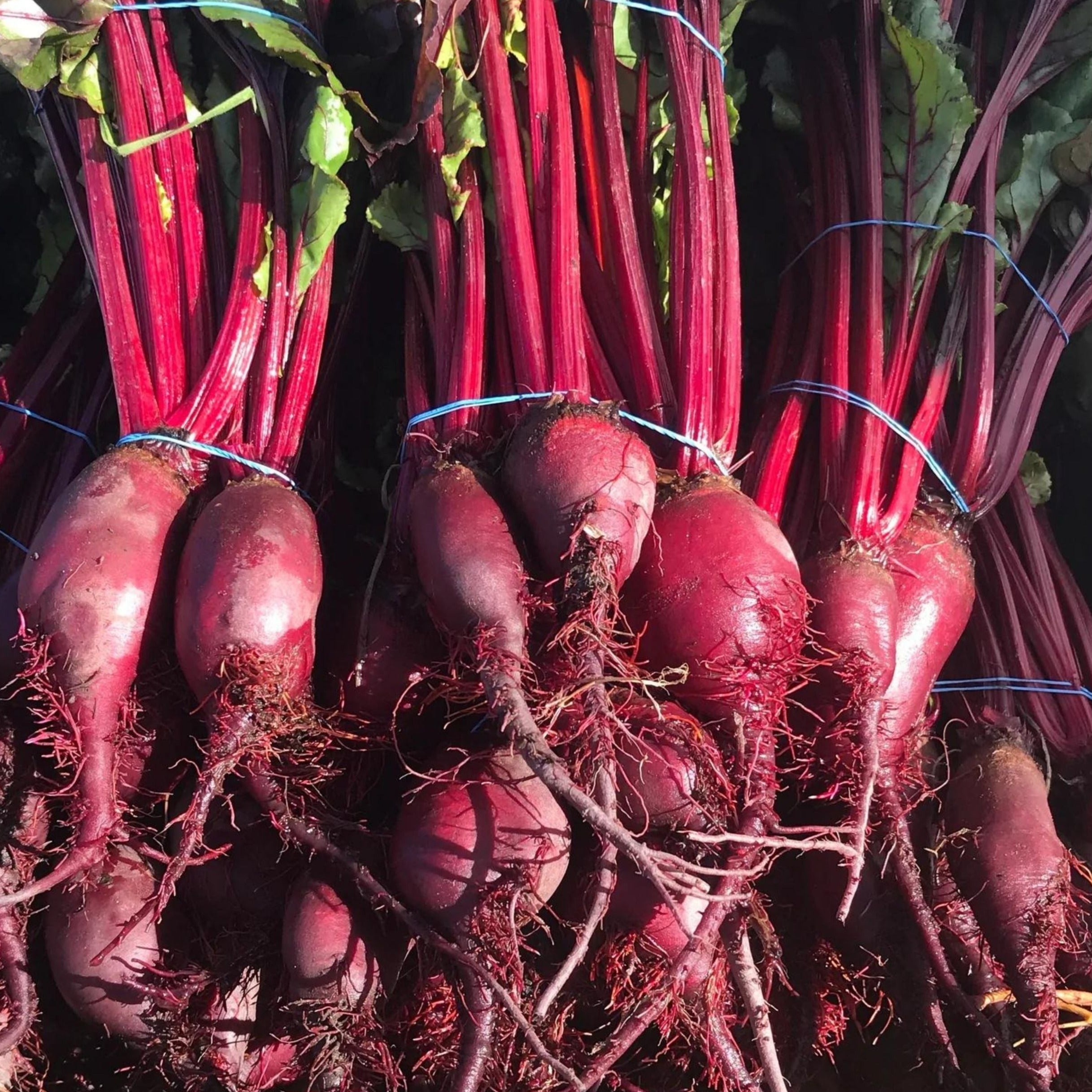 Formanova Beet - Team Grow