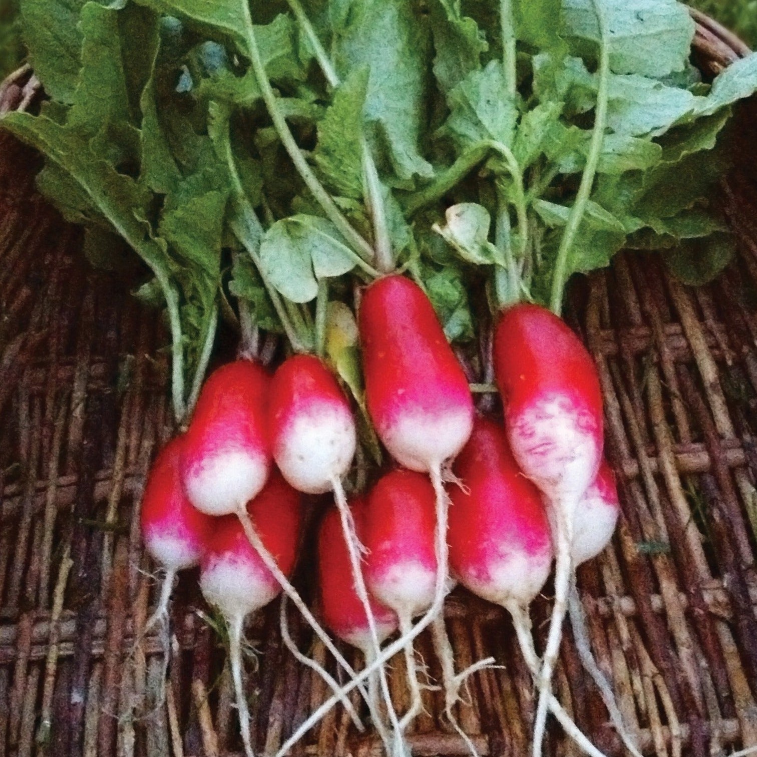 French Breakfast Radish - Team Grow